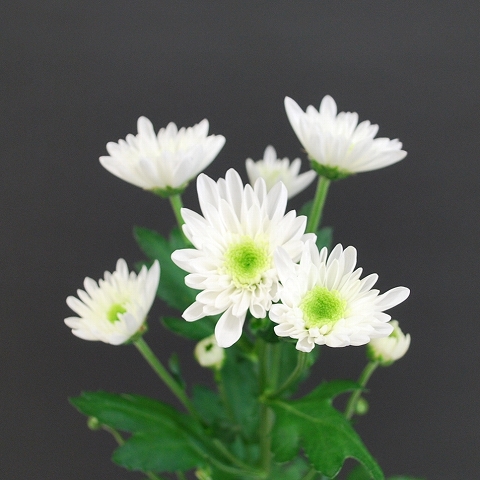 スプレー菊・白“モナリザ”