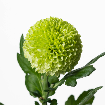 キク・緑“フィーリンググリーン”