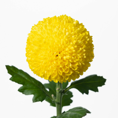 キク・黄“ゴールデンピンポン”