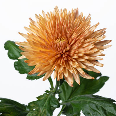 キク“アナスタシアブロンズ”