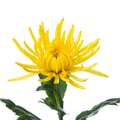 キク・黄“アナスタシアサニー”