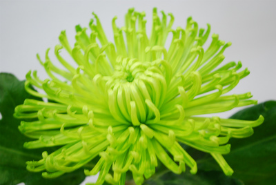 キク・緑“アナスタシアグリーン”