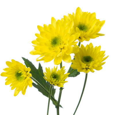 スプレー菊・黄“モナリザイエロー”