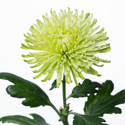 キク・緑“アナスタシアダークライム”