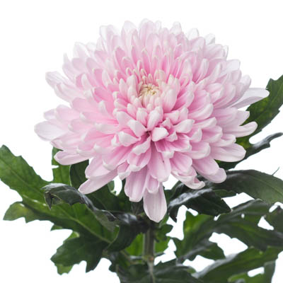 キク・桃“ロサーノ”