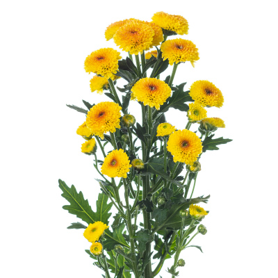 スプレー菊・黄“カリメロシャイニー”