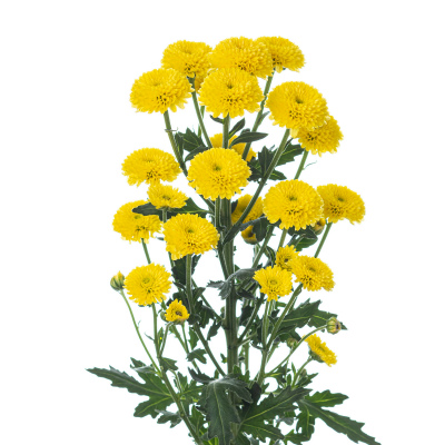 スプレー菊・黄“カリメロサニー”