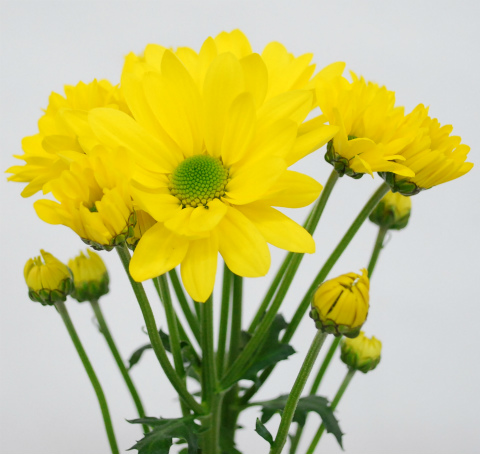 スプレー菊・黄“セレブレイト”