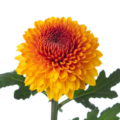 キク・橙“パラドフ”