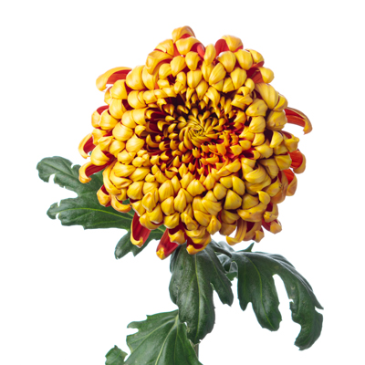 キク・複色“フエゴダーク”