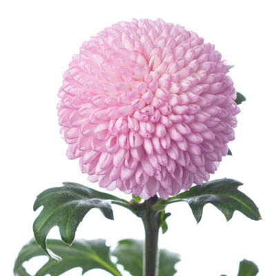 キク・桃“モモコ”