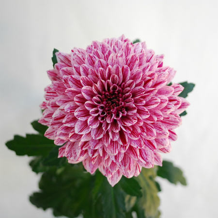 キク・複色“ピップ”