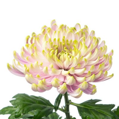 キク・複“ロサーノシャルロッテ”