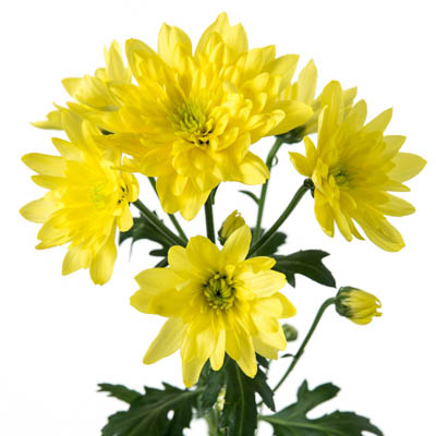 スプレー菊・黄“ゼナイエロー”