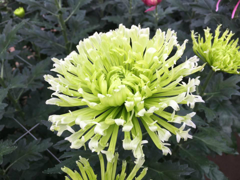 キク・緑“ロレト”