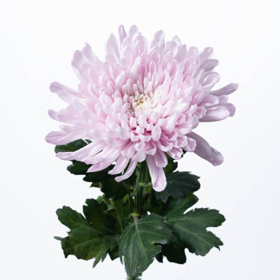 キク・桃“アリョンカ”