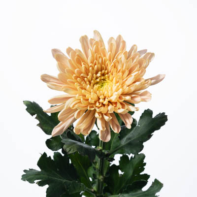 キク・橙“アリョンカサーモン”