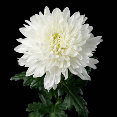 キク・白“アントノフ”