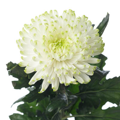 キク・複“ロサーノライム”