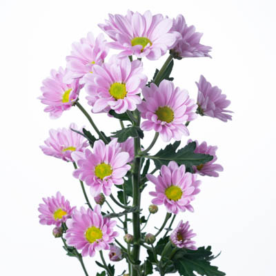 スプレー菊・桃“エンゼルハート”