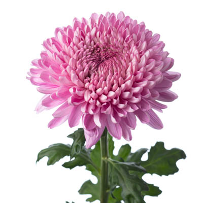 キク・桃“バヴェーノダーク”