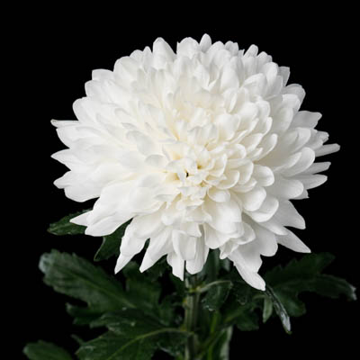 キク・白“ブライド”