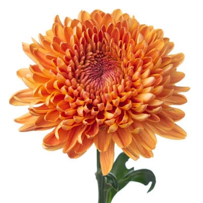 キク・橙“バヴェーノオレンジ”