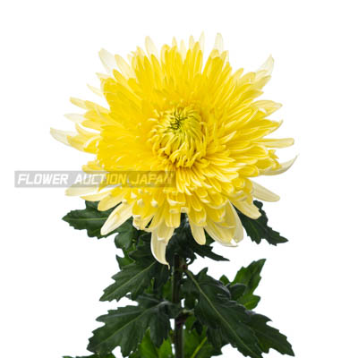 キク・黄“マグナムイエロー”