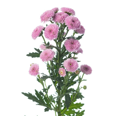 スプレー菊・桃“カリメロクラシック”