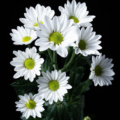 スプレー菊・白”フロイド”