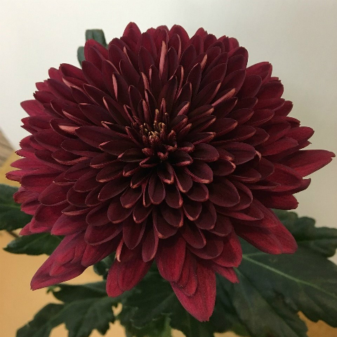 キク・赤“ラベロ”