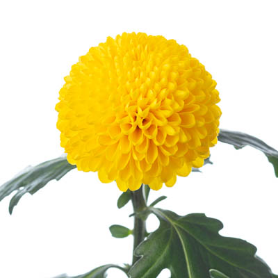 キク・黄“レモンヘッド”