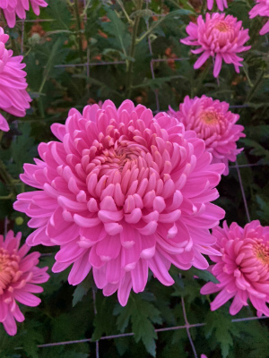 キク・桃“ホーンビル”