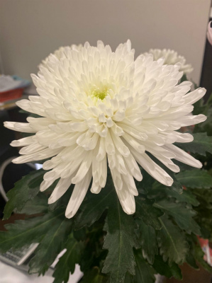 キク・白“トップスピン”