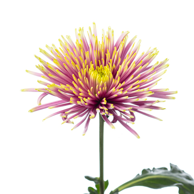 キク・複色“トゥーラシャルロッタ”