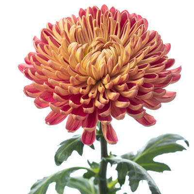 キク“クチュールブラッシュ”