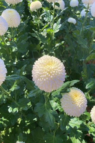 キク・白“セイラポルタ”