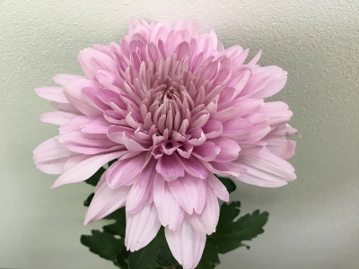 キク・桃“カリンバ”