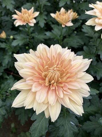 キク・橙“カリンバサーモン”