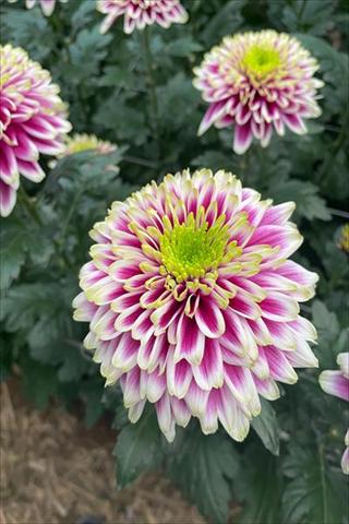 キク・複色“エンブ”