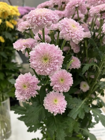 スプレー菊・桃“ミラーピンク”