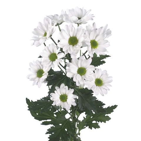 スプレー菊・白“シック”