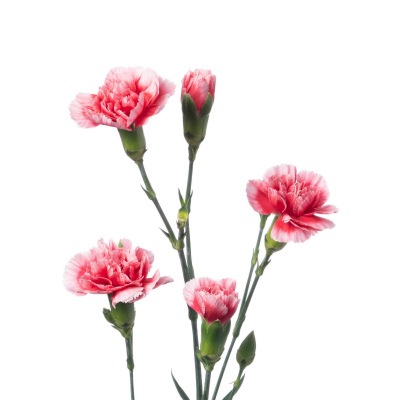 スプレーカーネ・複色“スカーレッテ”