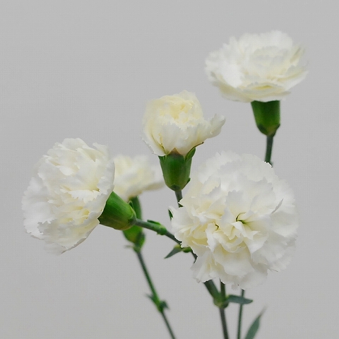 スプレーカーネ“ホワイトバーバラ”