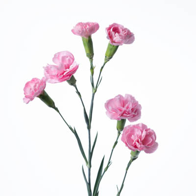 スプレーカーネ“ソフィアバーバラ”