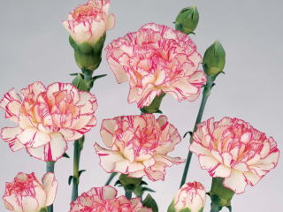 スプレーカーネ・複色“スプラッシュ”