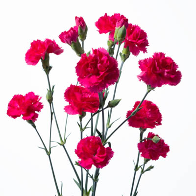 スプレーカーネ・濃桃“バーバラ”