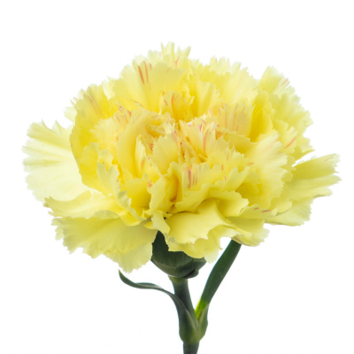 カーネーション