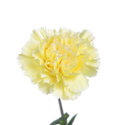 カーネーション・黄“リバティー”