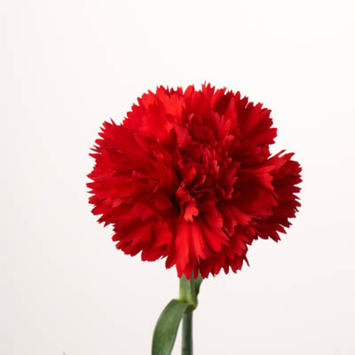 カーネーション・赤“マスター”